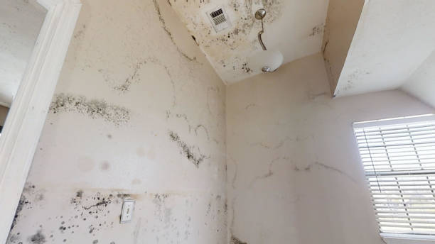 Best Environmental Consulting for Mold Prevention  in Cottageville, SC