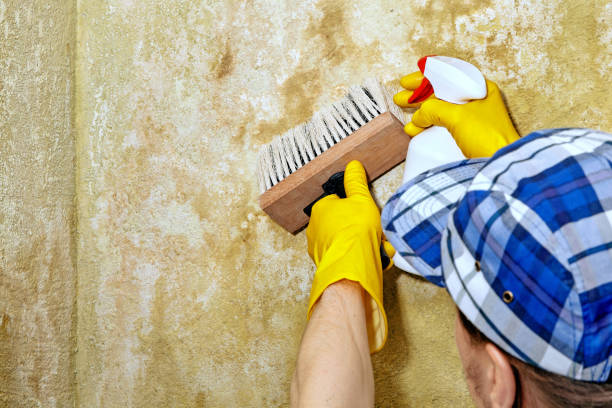 Best Real Estate Mold Inspection  in Cottageville, SC