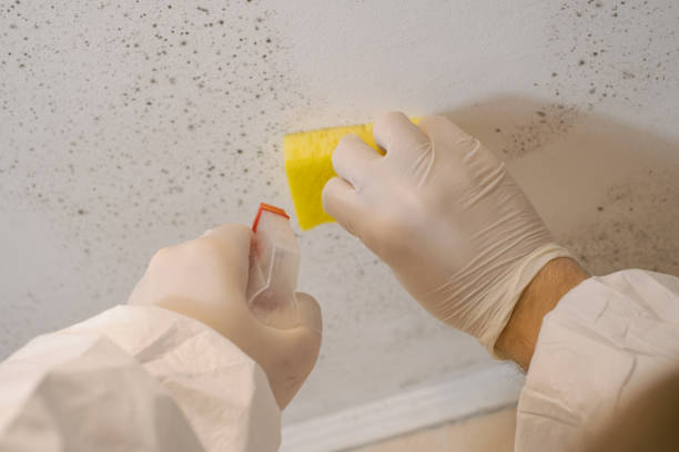Forensic Mold Investigation in Cottageville, SC