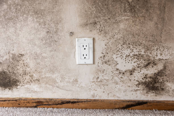 Best Mold Prevention Services  in Cottageville, SC