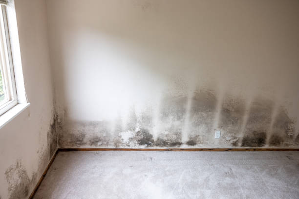  Cottageville, SC Mold Removal Pros