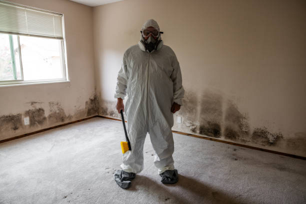 Trusted Cottageville, SC Mold Removal Experts