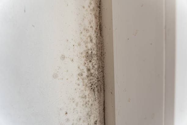 Best Basement Mold Removal  in Cottageville, SC